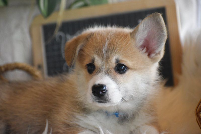 chiot Welsh Corgi Pembroke Des bories de yakoubia