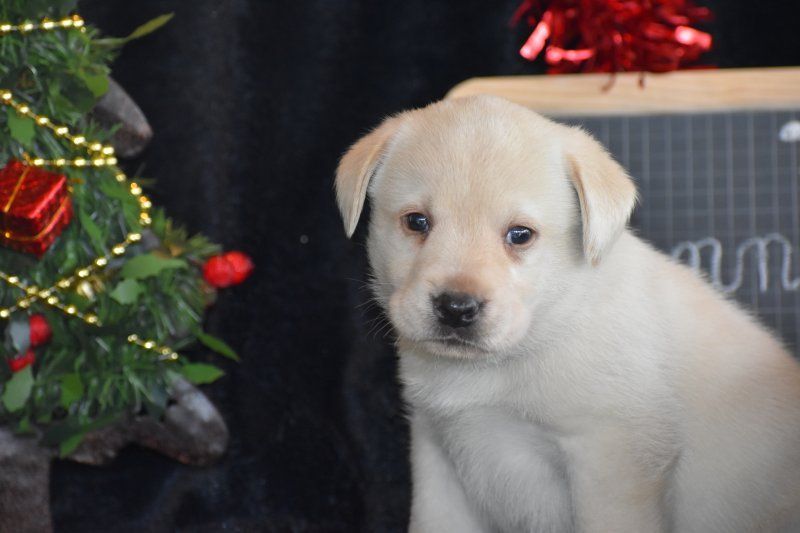 Des bories de yakoubia - Chiot disponible  - Labrador Retriever