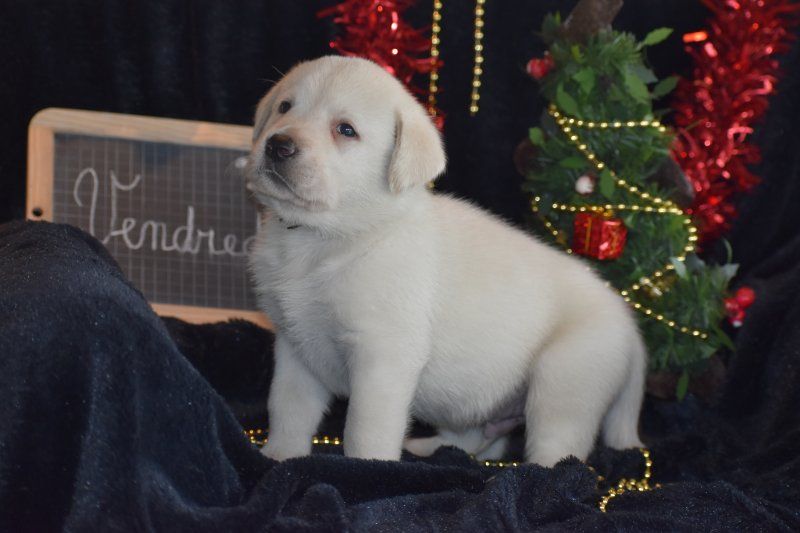 Des bories de yakoubia - Chiot disponible  - Labrador Retriever