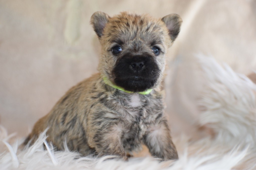 chiot Cairn Terrier Des bories de yakoubia