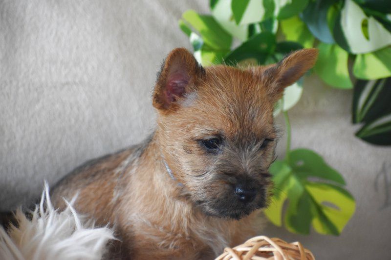 Des bories de yakoubia - Chiot disponible  - Cairn Terrier