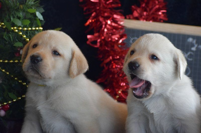 Des bories de yakoubia - Labrador Retriever - Portée née le 24/10/2024