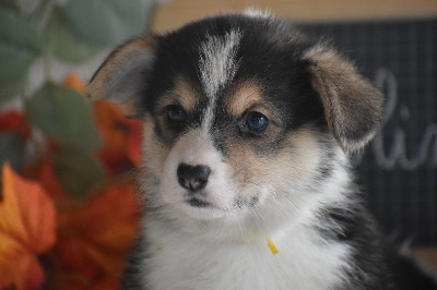 Des bories de yakoubia - Welsh Corgi Pembroke - Portée née le 26/09/2024