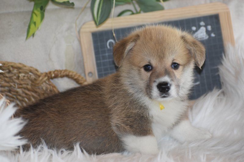 Des bories de yakoubia - Chiot disponible  - Welsh Corgi Pembroke