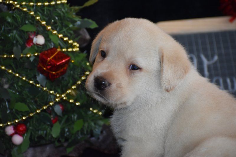 Des bories de yakoubia - Chiot disponible  - Labrador Retriever