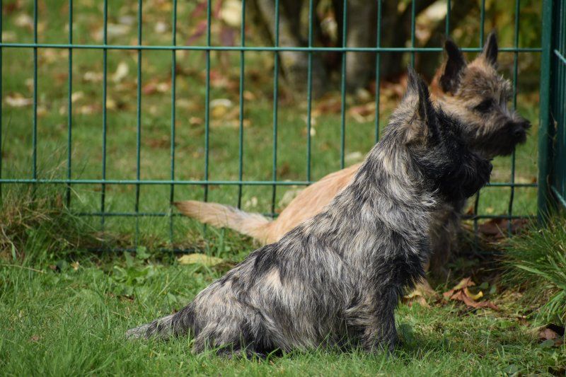 Des bories de yakoubia - Chiot disponible  - Cairn Terrier