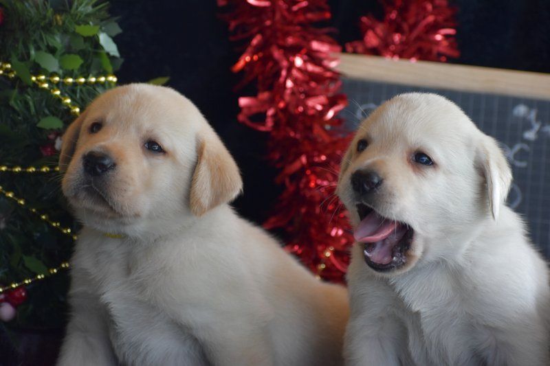 chiot Labrador Retriever Des bories de yakoubia