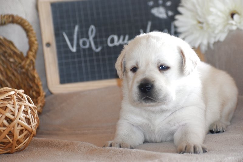 chiot Labrador Retriever Des bories de yakoubia