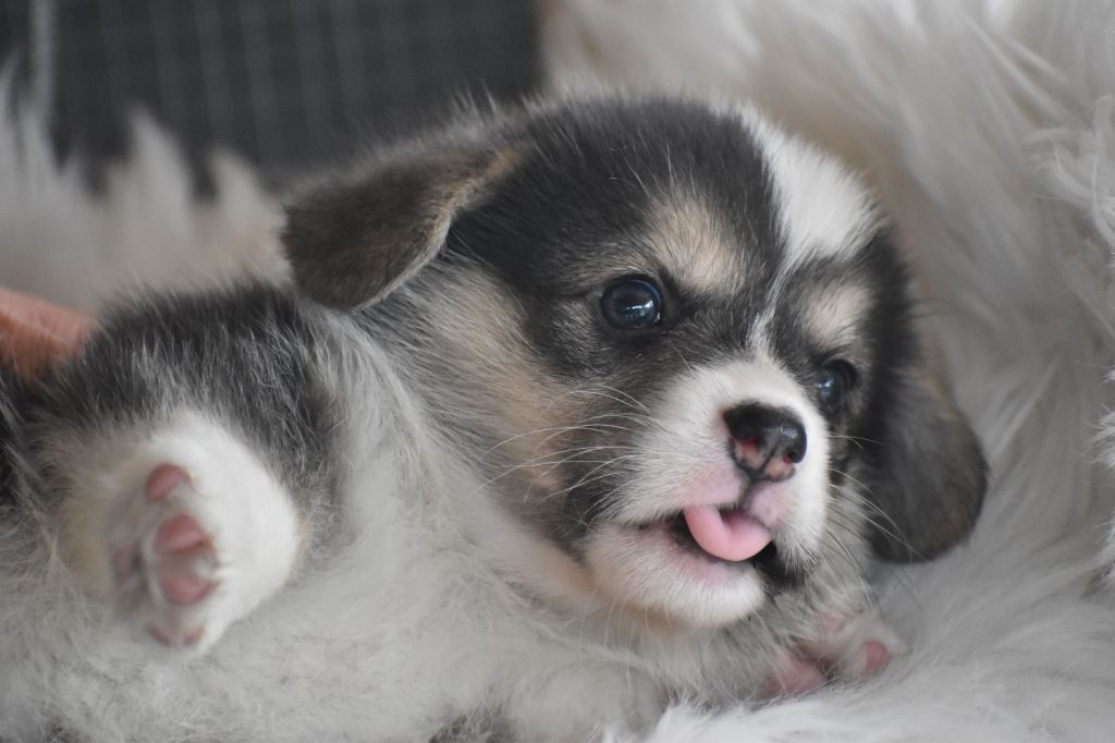 Des bories de yakoubia - Chiot disponible  - Welsh Corgi Pembroke