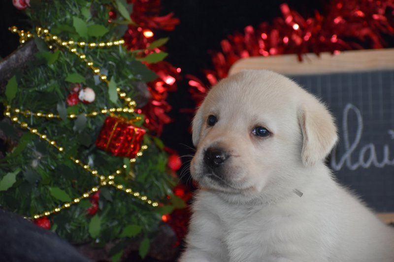 Des bories de yakoubia - Chiot disponible  - Labrador Retriever