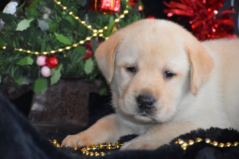 Des bories de yakoubia - Chiot disponible  - Labrador Retriever