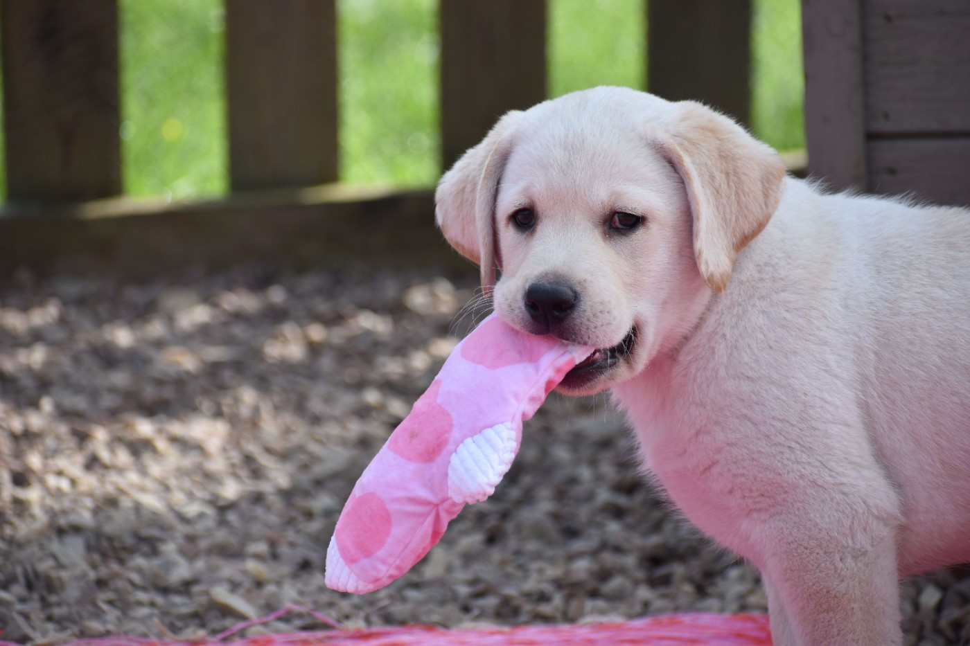 Balzac bébé labrador 2 mois recherche sa famille!