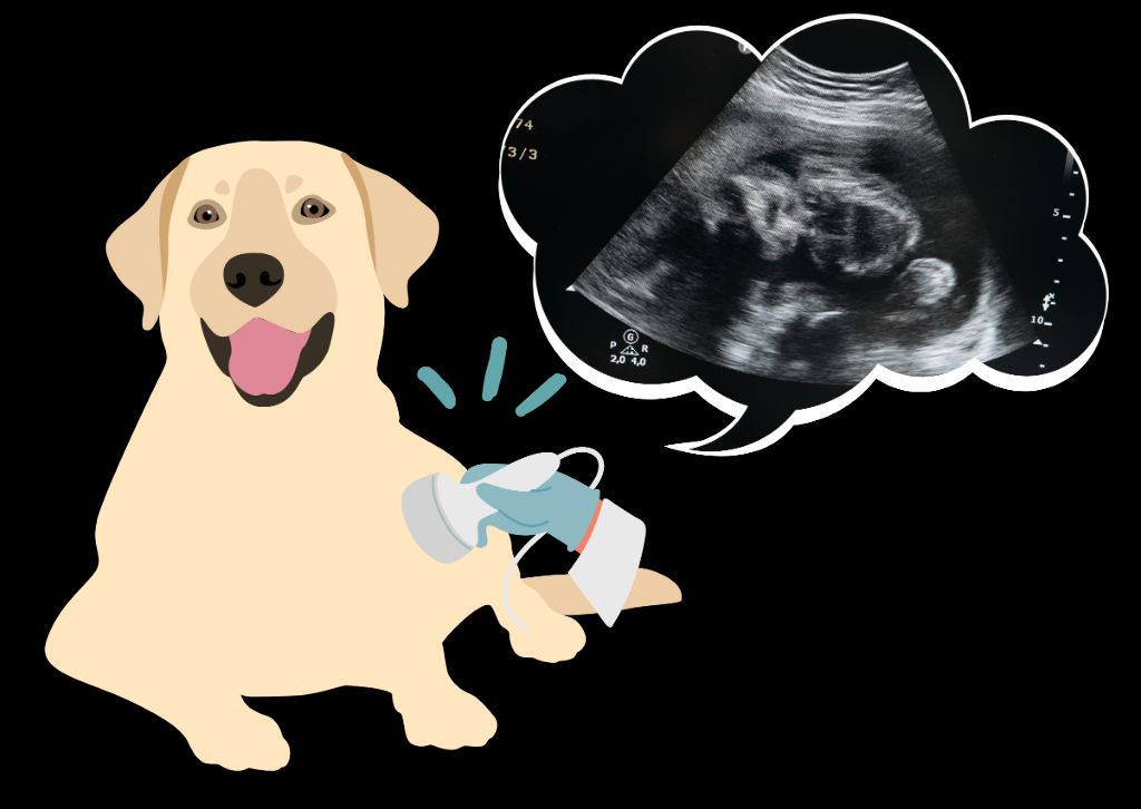 Prochaine naissance de labrador
