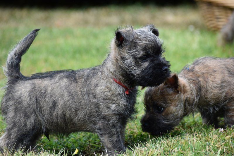 Des bories de yakoubia - Chiots disponibles - Cairn Terrier