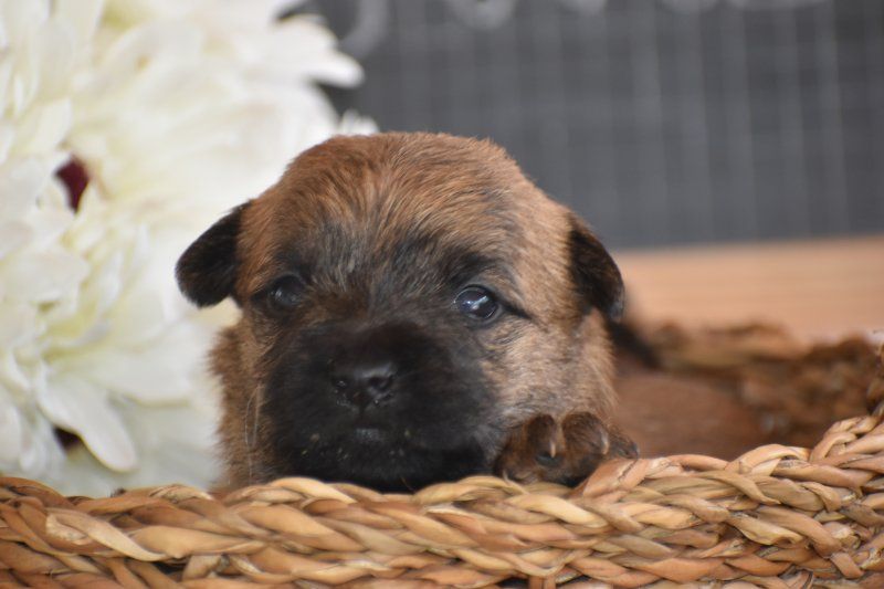 Chiot Cairn Terrier Des bories de yakoubia