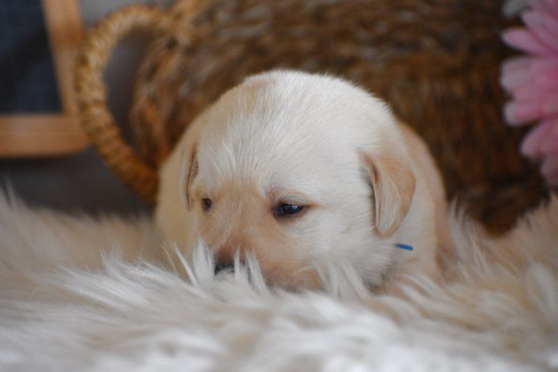 Des bories de yakoubia - Chiots disponibles - Labrador Retriever