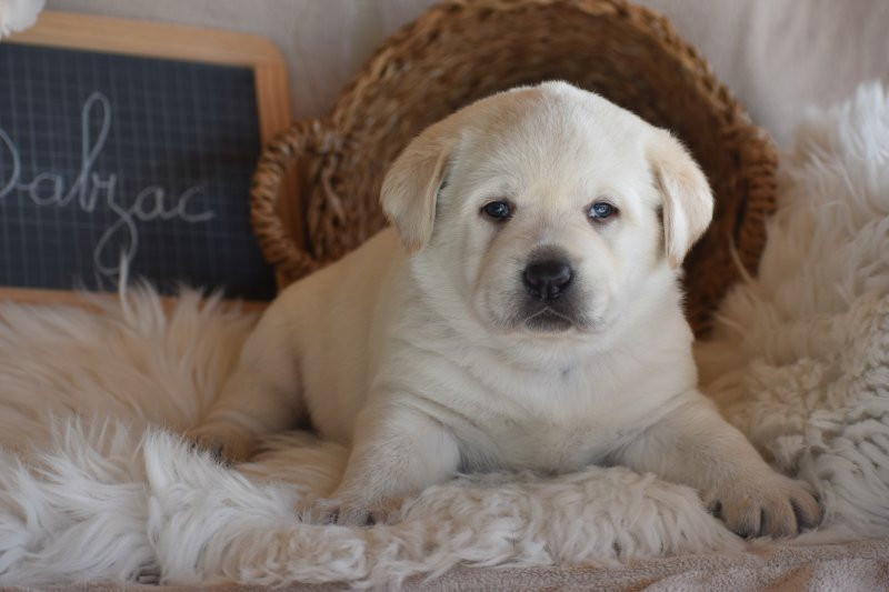 Chiot Labrador Retriever Des bories de yakoubia