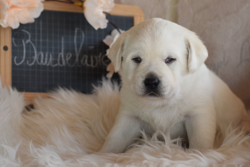 Des bories de yakoubia - Chiots disponibles - Labrador Retriever