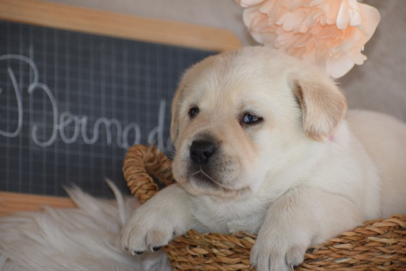 Des bories de yakoubia - Chiots disponibles - Labrador Retriever