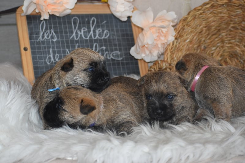Chiot Cairn Terrier Des bories de yakoubia