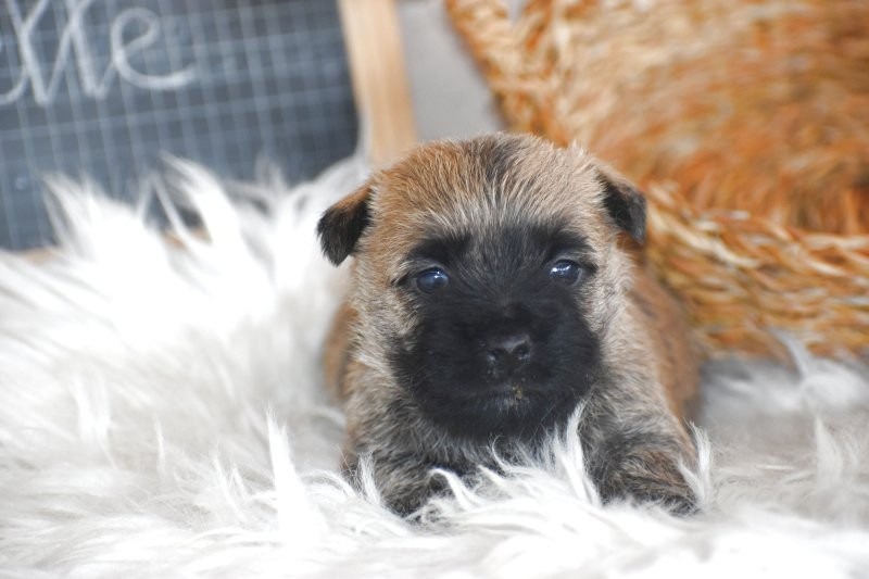 Des bories de yakoubia - Chiots disponibles - Cairn Terrier