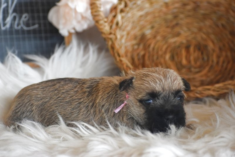 Des bories de yakoubia - Chiots disponibles - Cairn Terrier