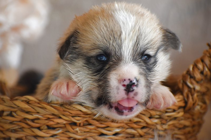 Chiot Welsh Corgi Pembroke Des bories de yakoubia