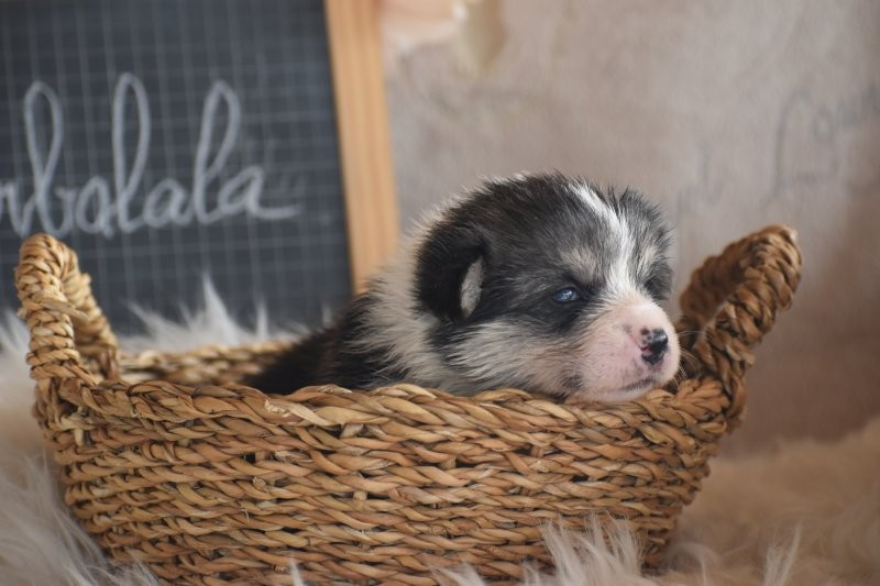 Des bories de yakoubia - Chiots disponibles - Welsh Corgi Pembroke