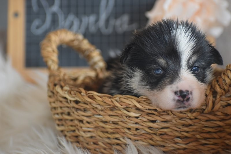 Des bories de yakoubia - Chiots disponibles - Welsh Corgi Pembroke