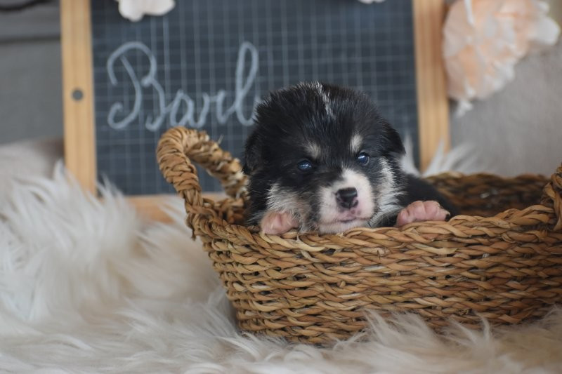 Des bories de yakoubia - Chiots disponibles - Welsh Corgi Pembroke
