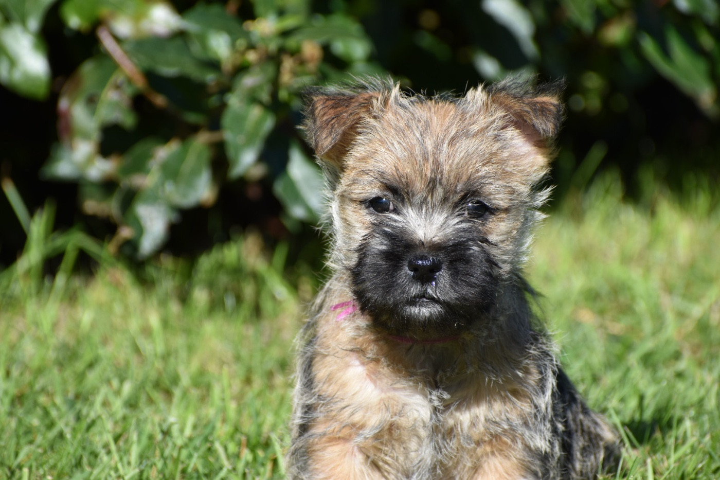 Des bories de yakoubia - Chiots disponibles - Cairn Terrier