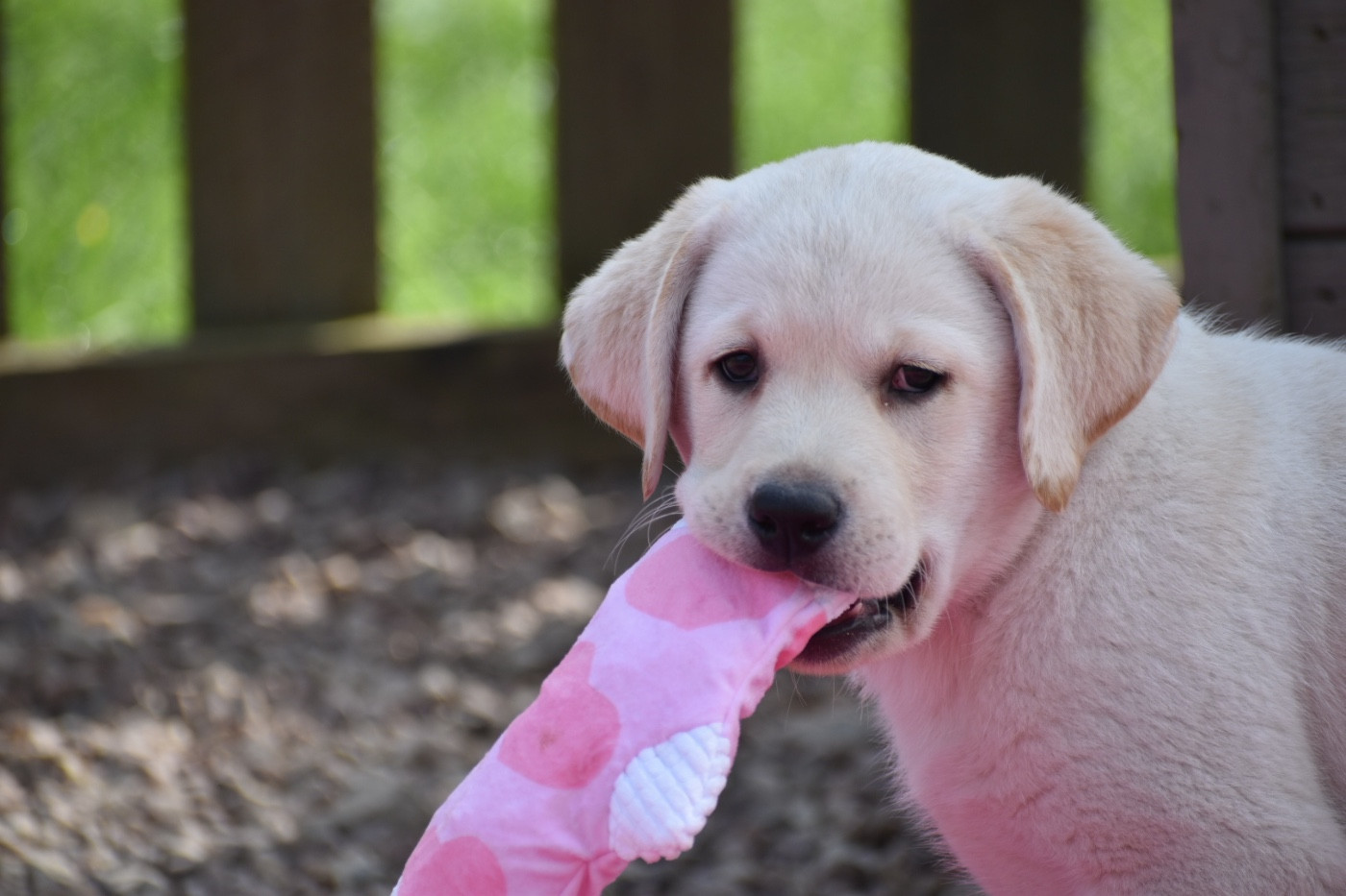 Des bories de yakoubia - Chiots disponibles - Labrador Retriever