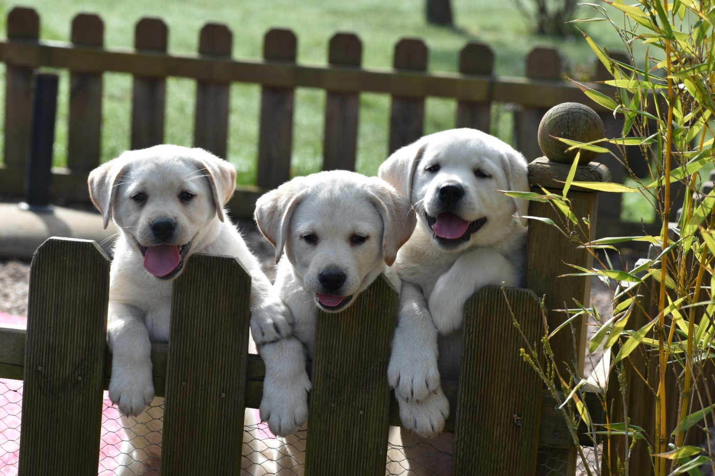 Chiot Labrador Retriever Des bories de yakoubia