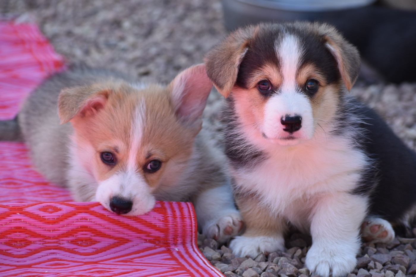 Des bories de yakoubia - Chiots disponibles - Welsh Corgi Pembroke