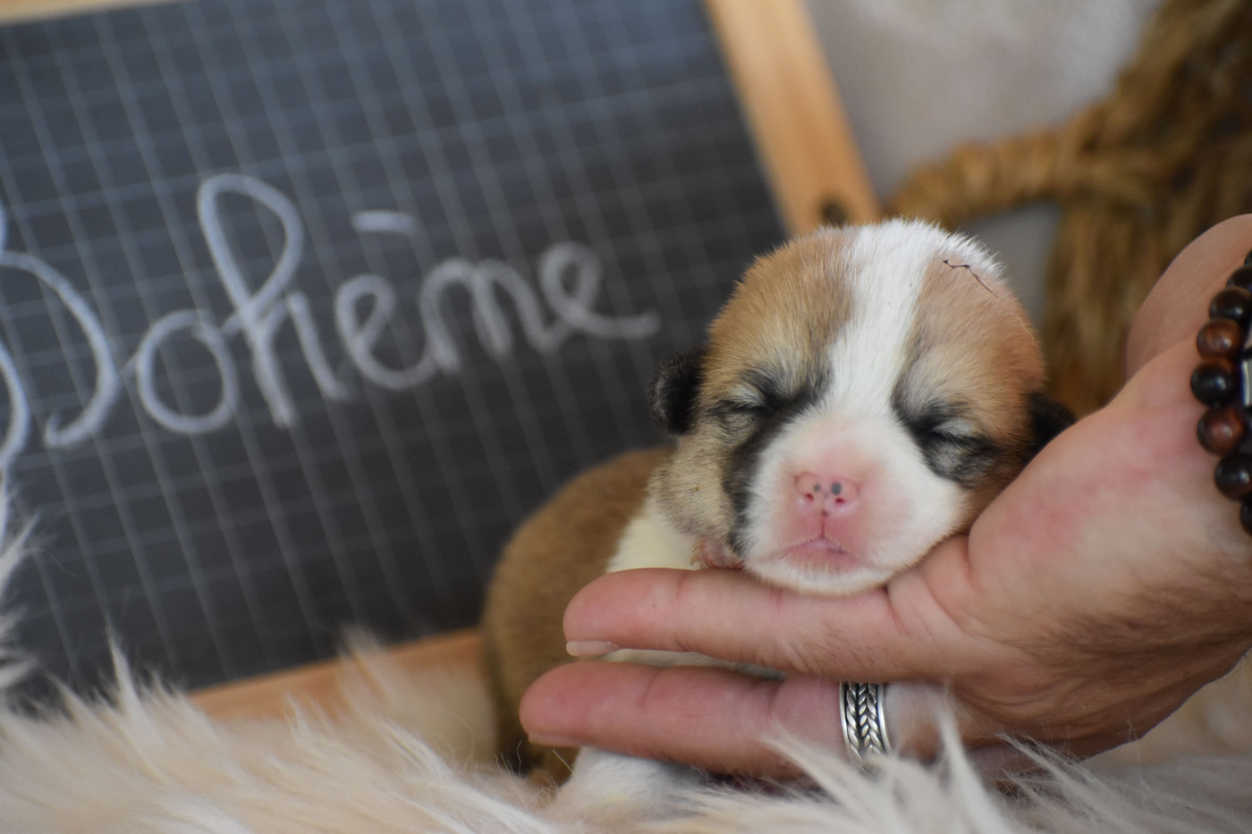 Chiot Welsh Corgi Pembroke Des bories de yakoubia