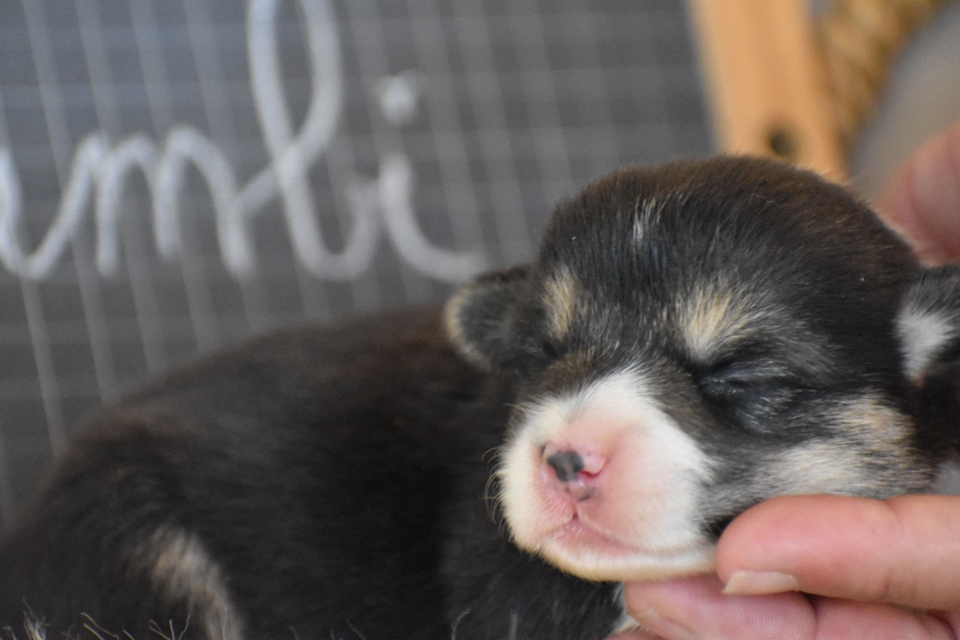 Des bories de yakoubia - Chiots disponibles - Welsh Corgi Pembroke