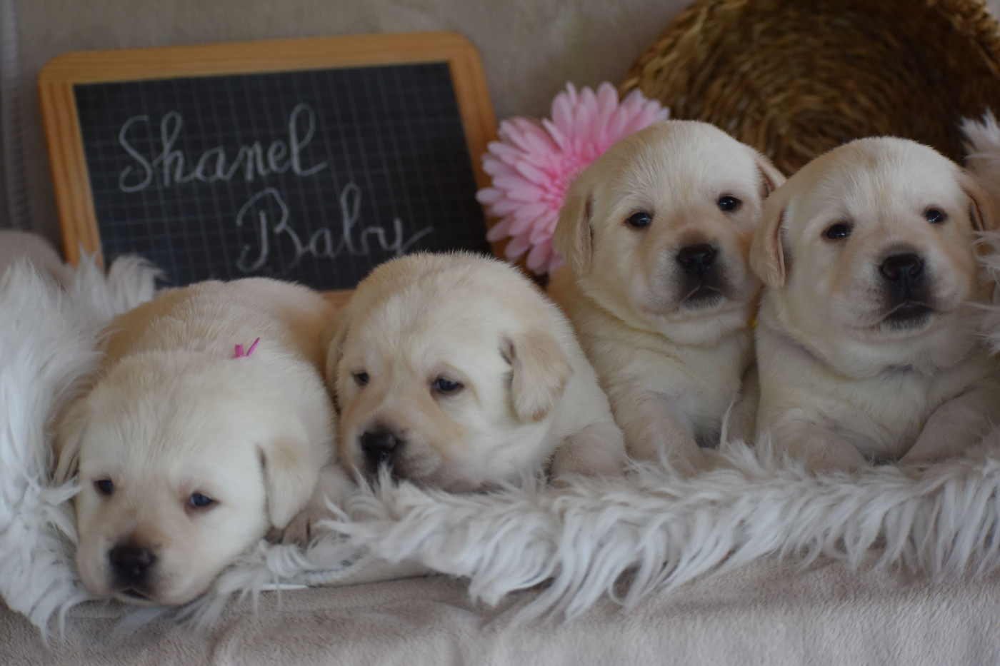 Chiot Labrador Retriever Des bories de yakoubia
