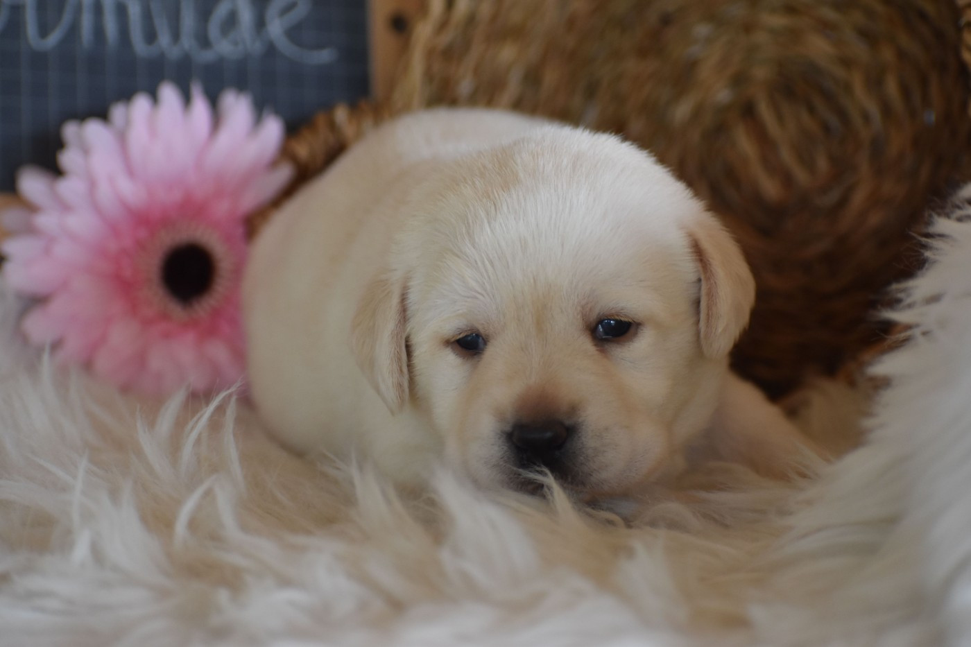 Des bories de yakoubia - Chiots disponibles - Labrador Retriever