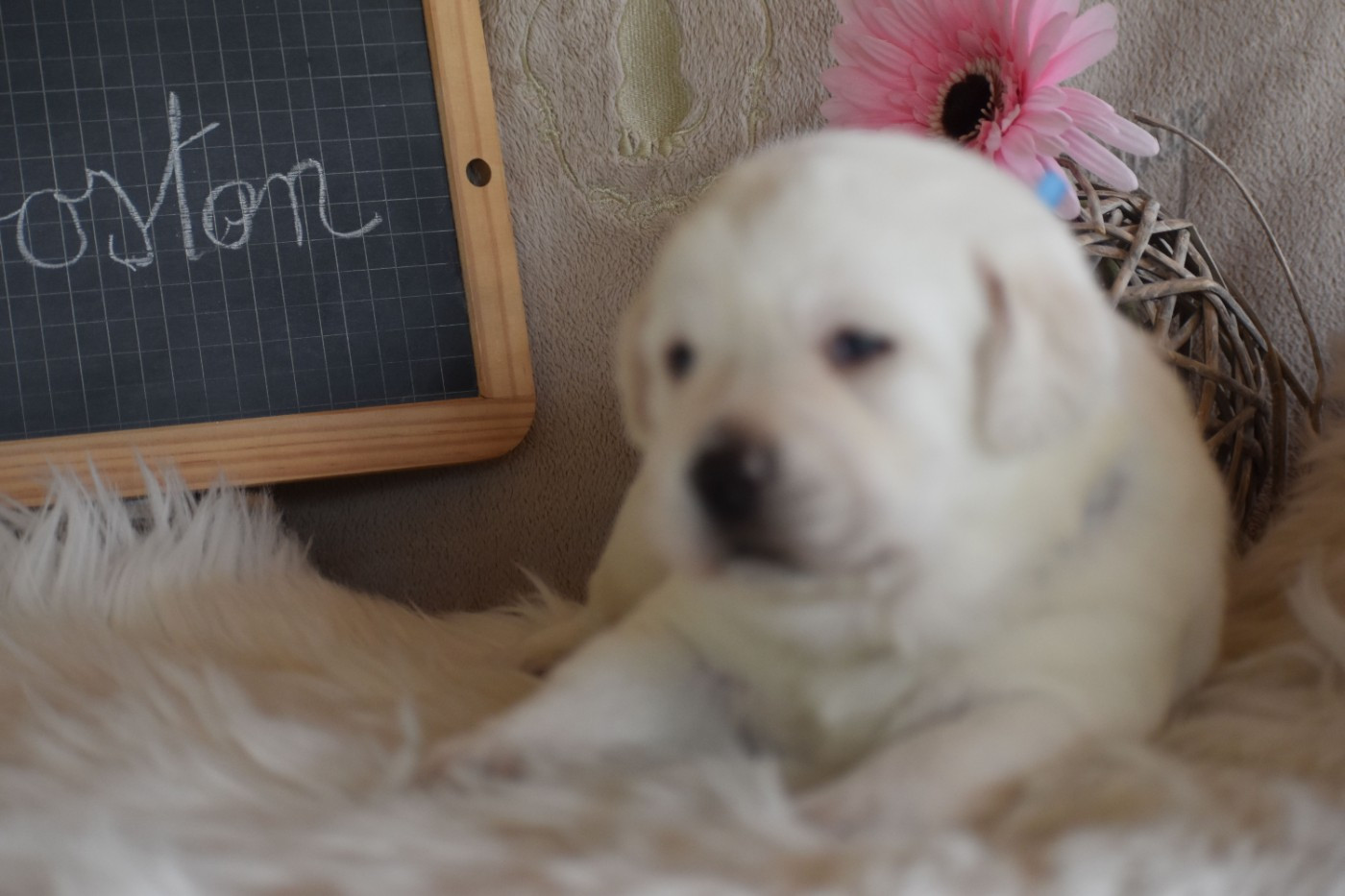 Des bories de yakoubia - Chiots disponibles - Labrador Retriever