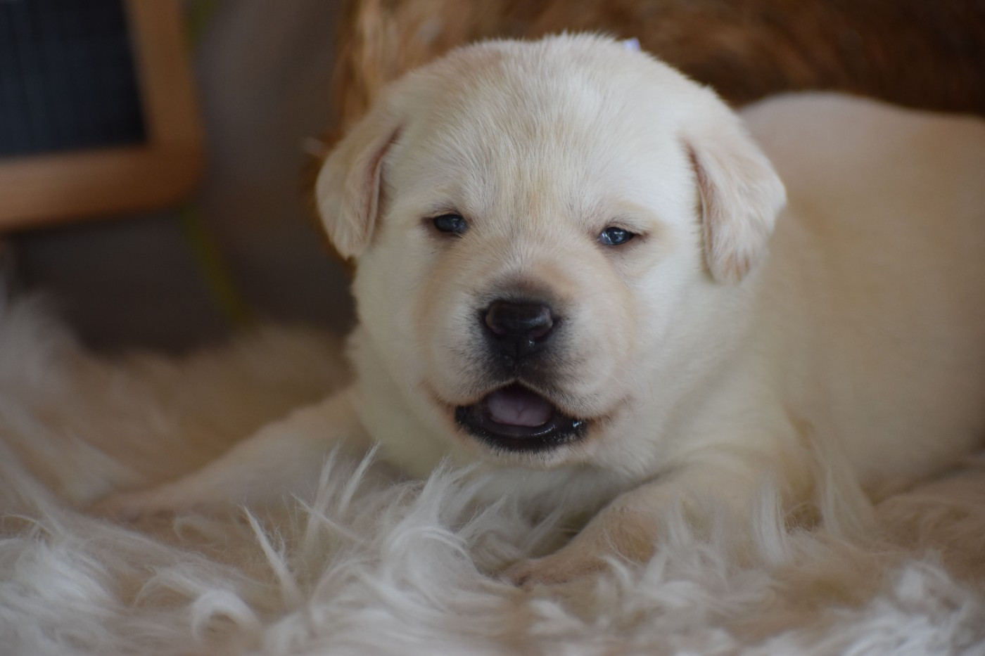 Des bories de yakoubia - Chiots disponibles - Labrador Retriever