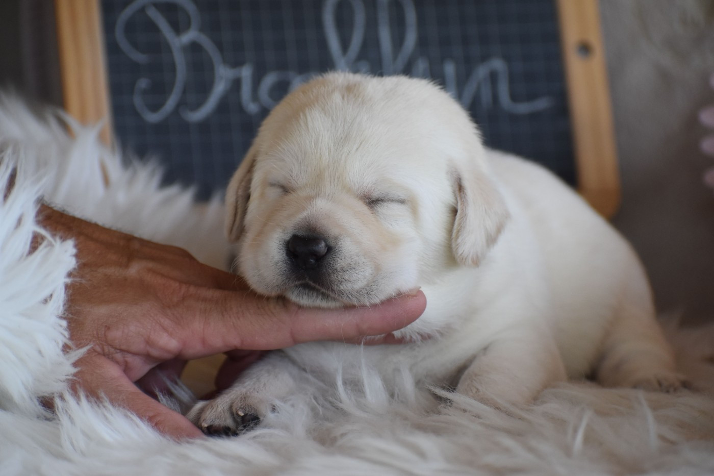 Des bories de yakoubia - Chiots disponibles - Labrador Retriever