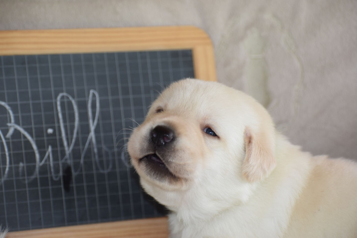 Des bories de yakoubia - Chiots disponibles - Labrador Retriever