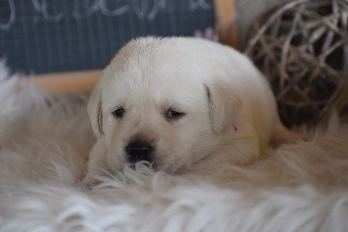 Des bories de yakoubia - Chiots disponibles - Labrador Retriever