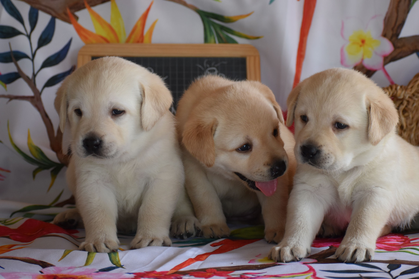 Chiot Labrador Retriever Des bories de yakoubia