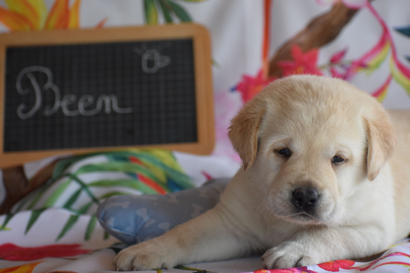 Des bories de yakoubia - Chiots disponibles - Labrador Retriever