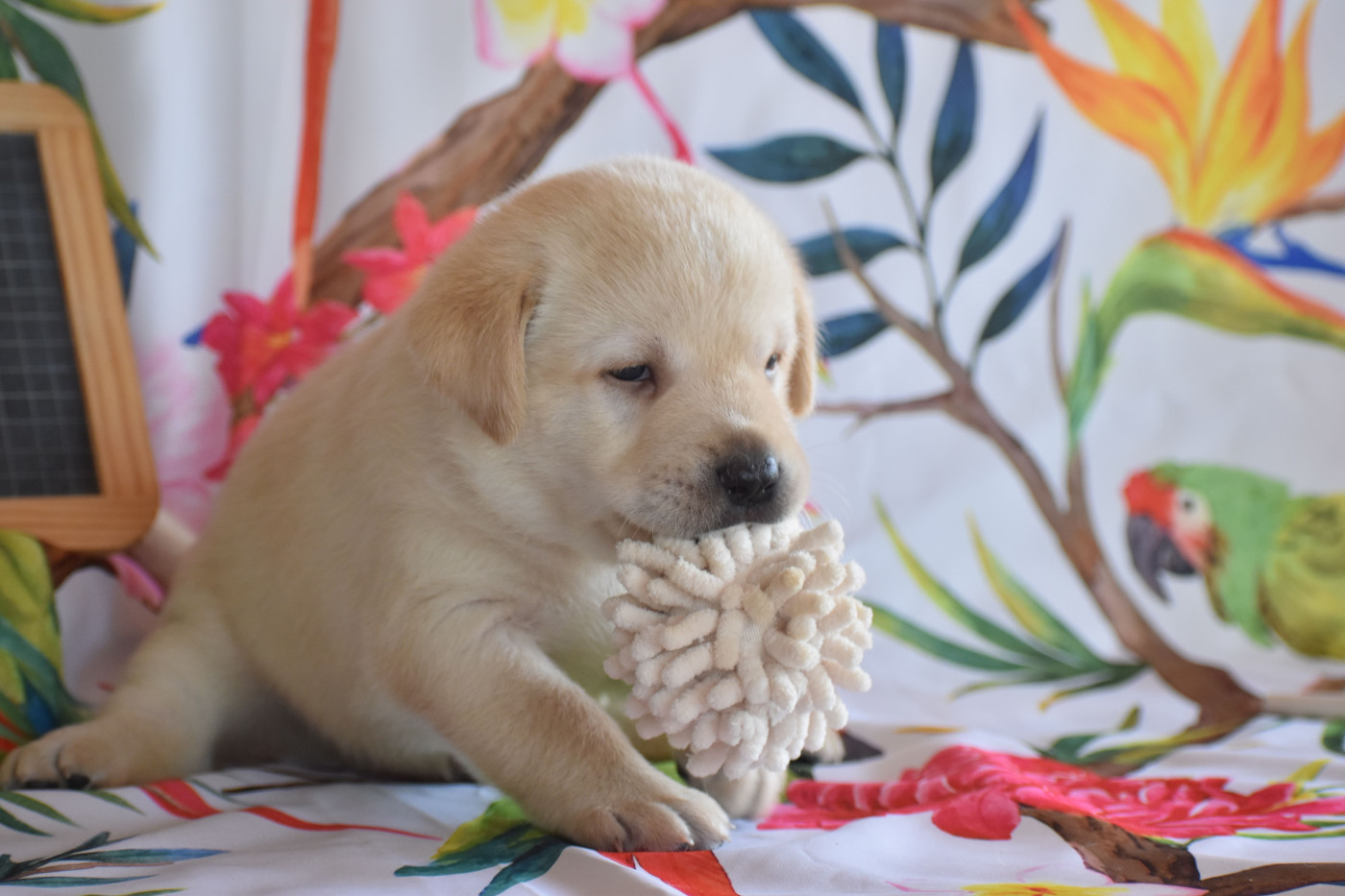 Des bories de yakoubia - Chiots disponibles - Labrador Retriever