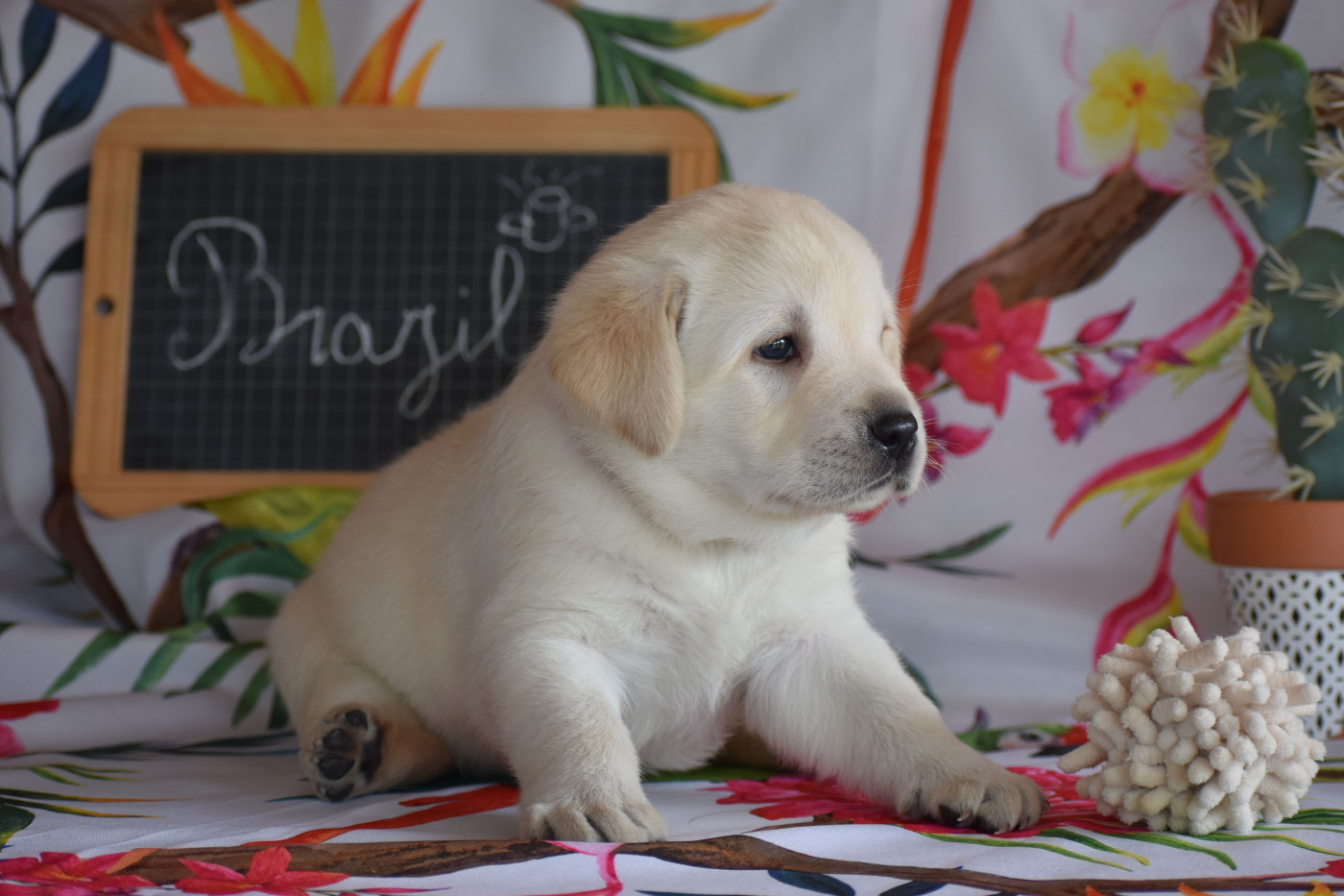 Des bories de yakoubia - Chiots disponibles - Labrador Retriever