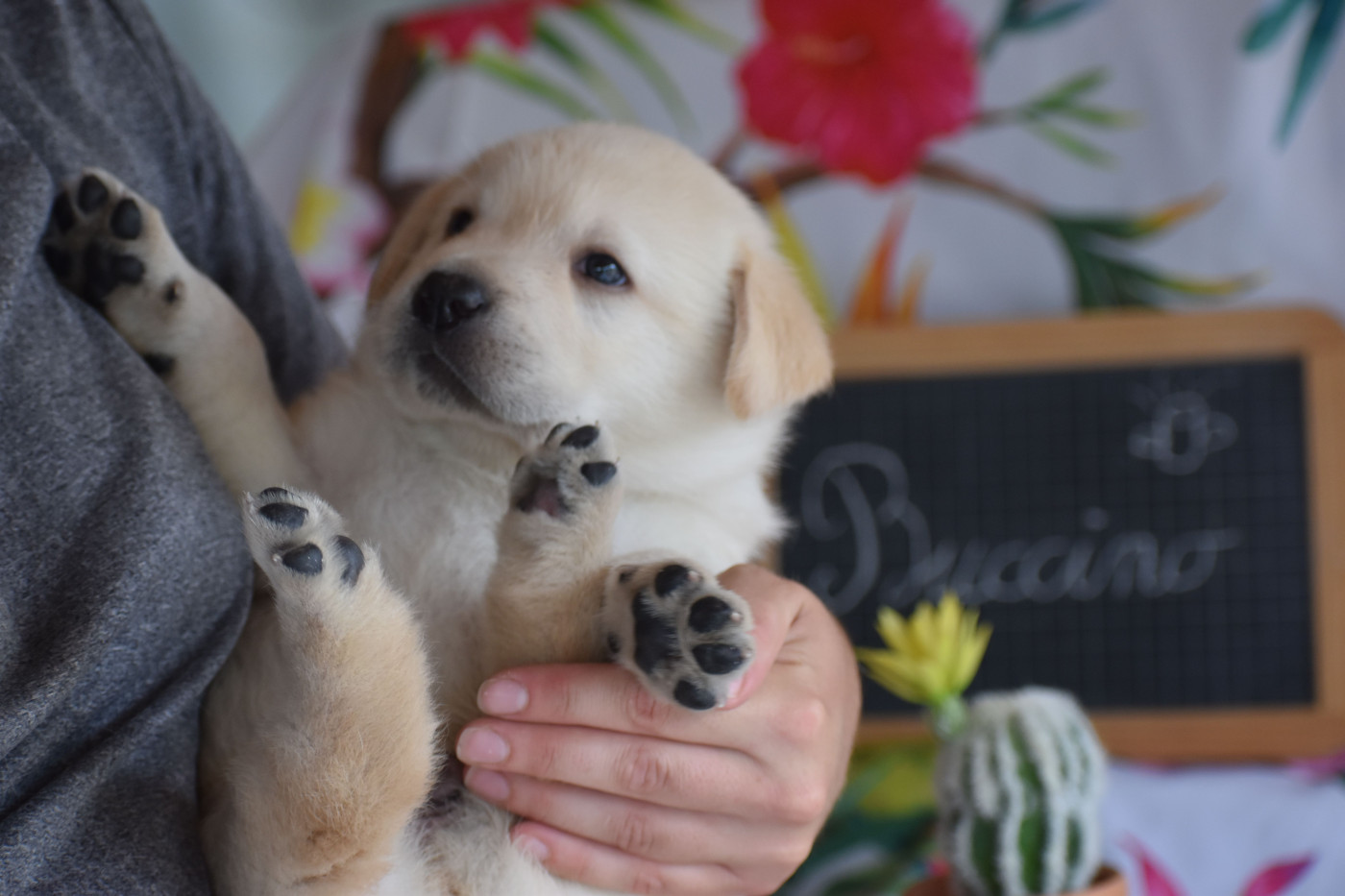 Des bories de yakoubia - Chiots disponibles - Labrador Retriever