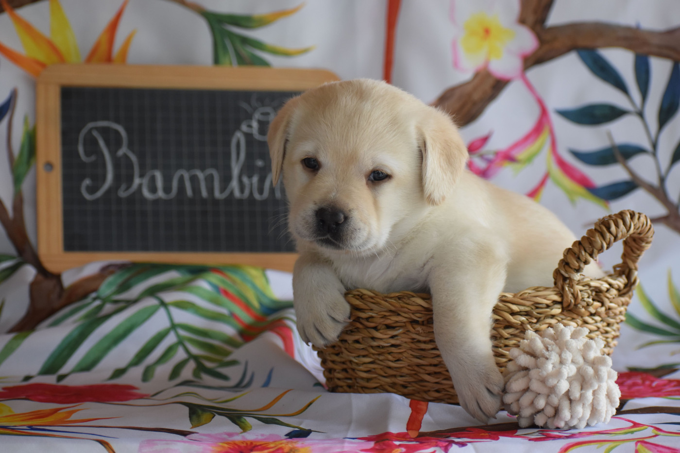 Des bories de yakoubia - Chiots disponibles - Labrador Retriever