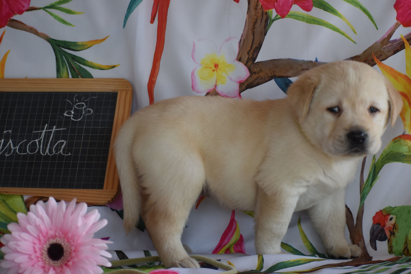 Des bories de yakoubia - Chiots disponibles - Labrador Retriever